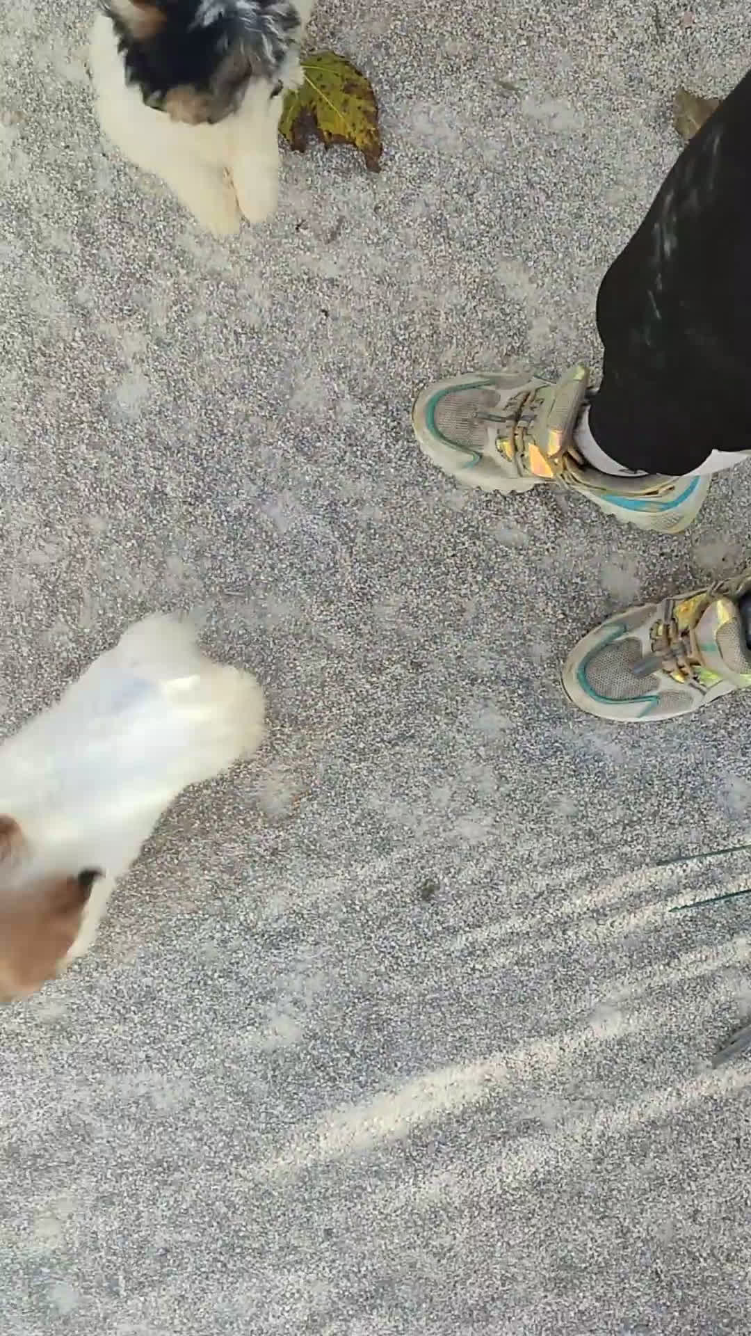 Teckel perros en venta: Cachorrita teckel de pelo largo. - Video 1