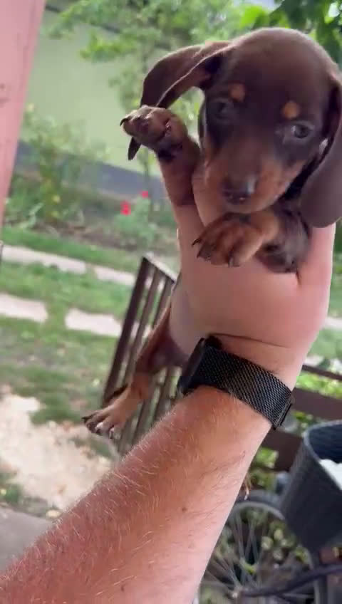 Teckel Miniatura perros en venta: ‼️hembritas de teckel kaninchen - Video 1