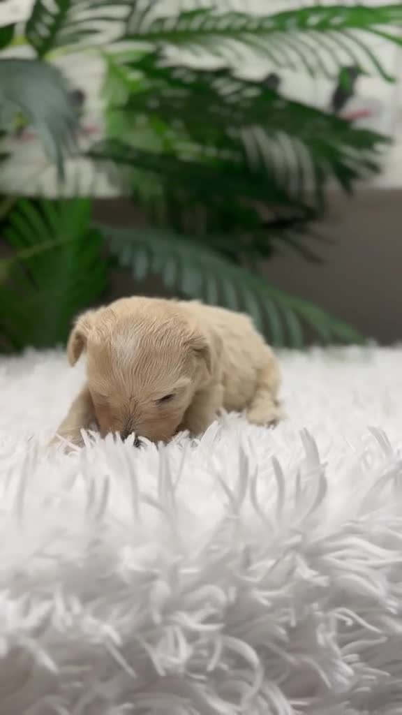Maltipoo perros en venta: MALTIPOO 💙 - Video 1
