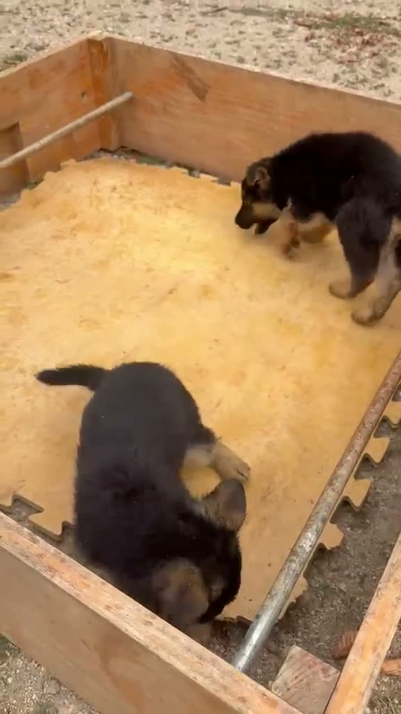 Pastor Alemán perros en venta: Cachorros pastor alemán Pedigree excelente  - Video 2
