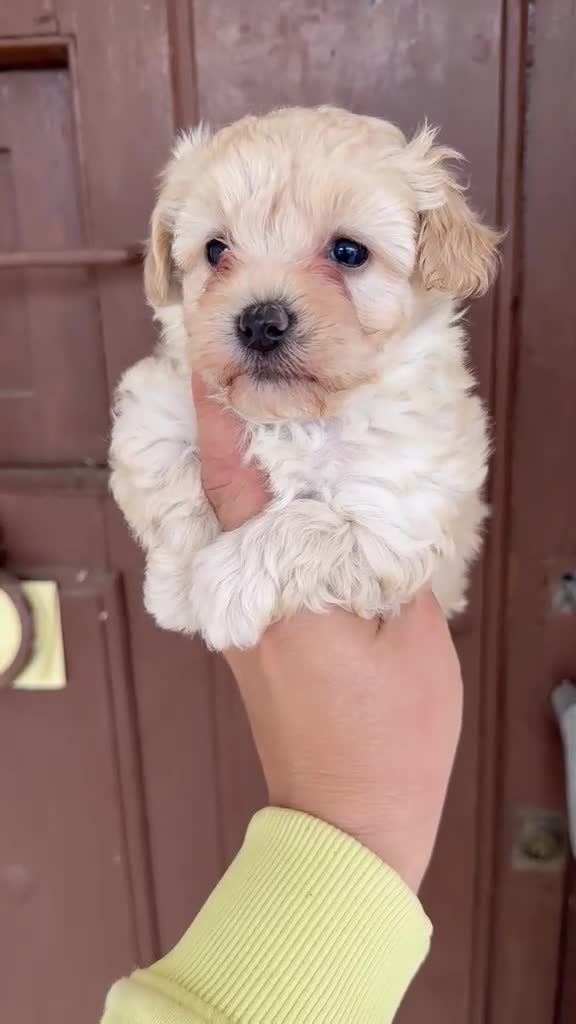 Maltipoo perros en venta: Maltipoo hembra disponible  en Huelva - Video 2