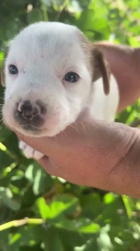 Jack Russell Terrier perros en venta: Jack Russell Terrier - Video 5