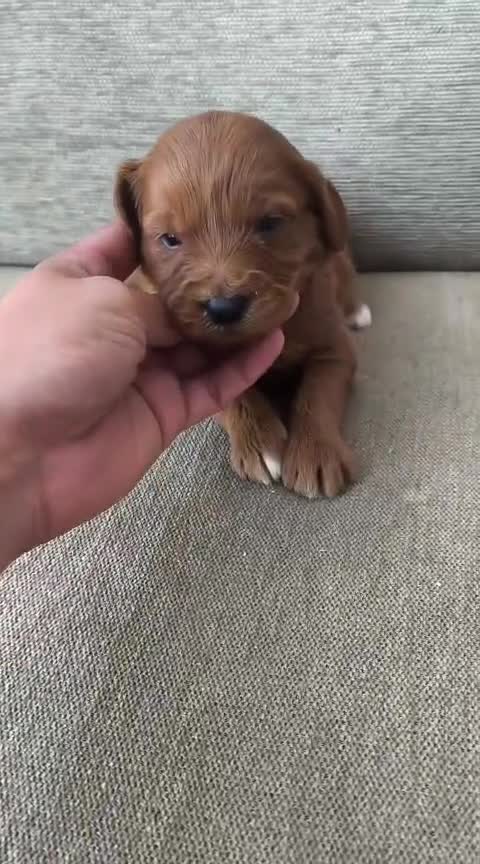 Goldendoodle perros en venta: Goldendoodle  - Video 1