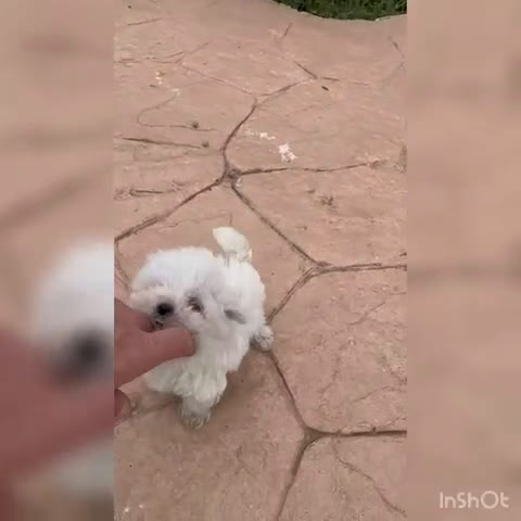 Bichón Maltés perros en venta: bichon maltes toy  - Video 1