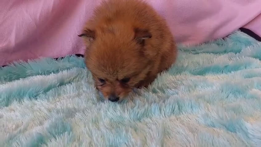 Pomerania perros en venta: LULU POMERANEA MACHO OPORTUNIDAD  - Video 1