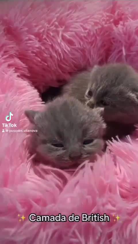 Británico de Pelo Corto gatos en venta: British preciosos en Barcelona - Video 1