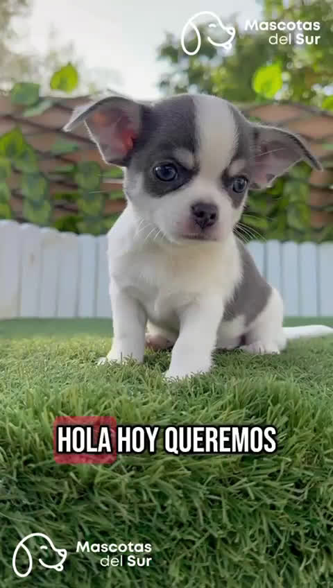 Chihuahua perros en venta: CHIHUAHUA MACHO TRICOLOR - Video 1