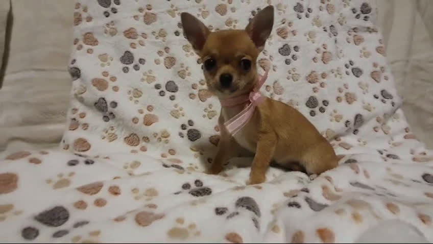 Chihuahua perros en venta: Chihuahuas bebes  en Granada - Video 2