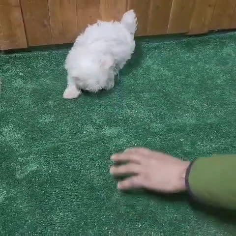Bichón Maltés perros en venta: Bichon maltes - Video 1