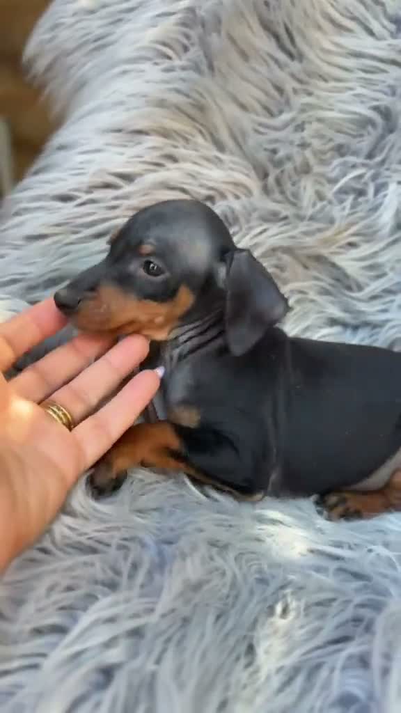 Pinscher Miniatura perros en venta: Mini pinscher negro fuego - Video 1