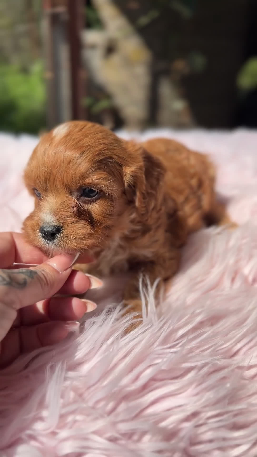 Cavapoo perros en venta: Cavapoo rojo pimentón hembra  - Video 1
