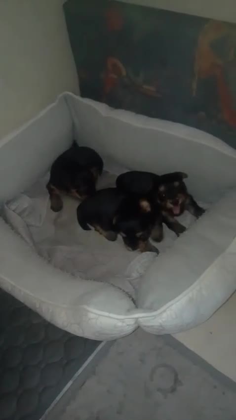 Yorkshire Terrier perros en venta: Yorkshire Terrier  - Video 4