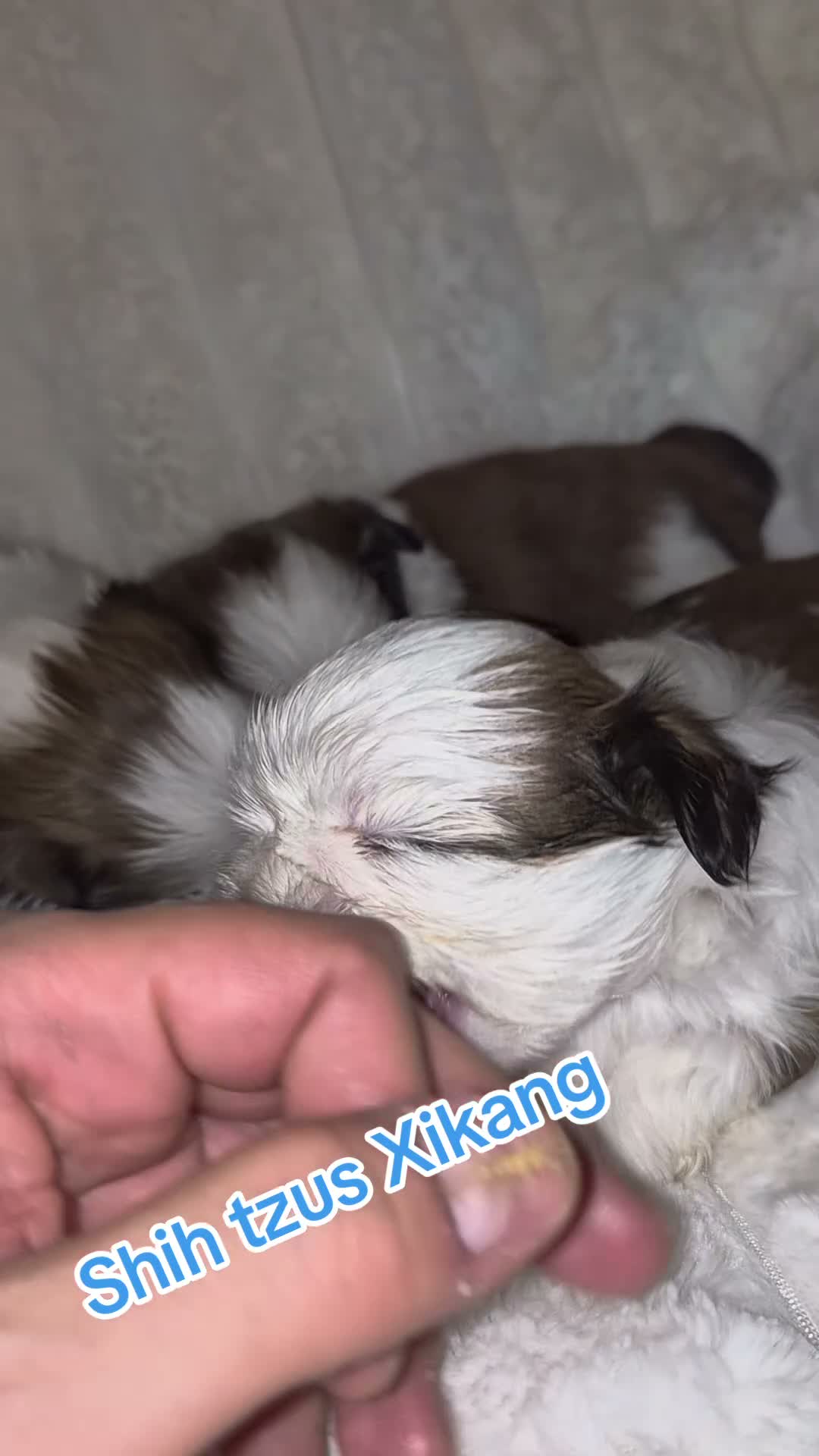 Shih Tzu perros en venta: Espectaculares shih tzus - Video 1