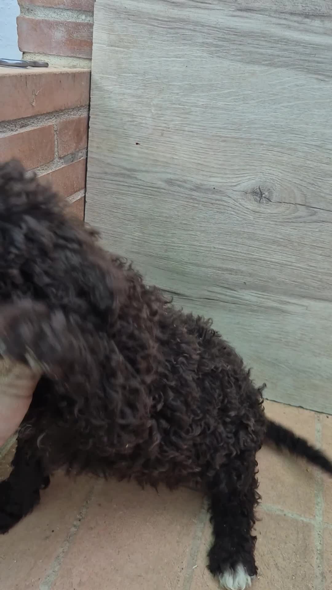 Perro de Agua Español perros en venta: Perro de agua chocolate hembras  - Video 2