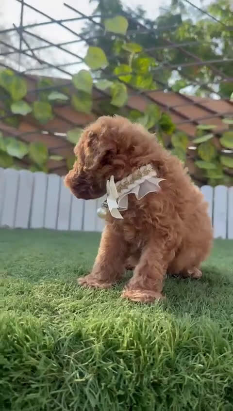 Caniche Toy perros en venta: CANICHE TOY EN SEVILLA, ENVIO A TODA ESPAÑA - Video 1