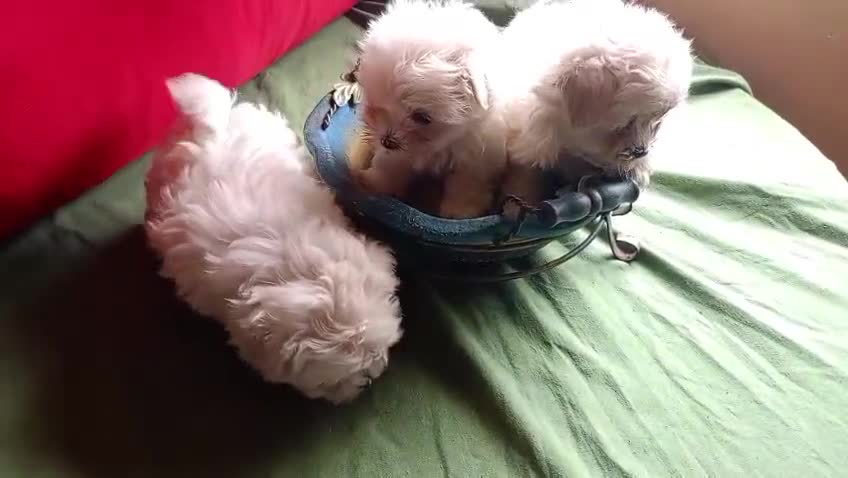 Bichón Maltés perros en venta: Bichon Maltes linea coreana - Video 1