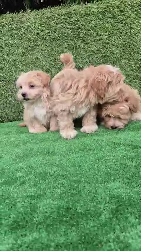 Maltipoo perros en venta: Maltipoo  - Video 1