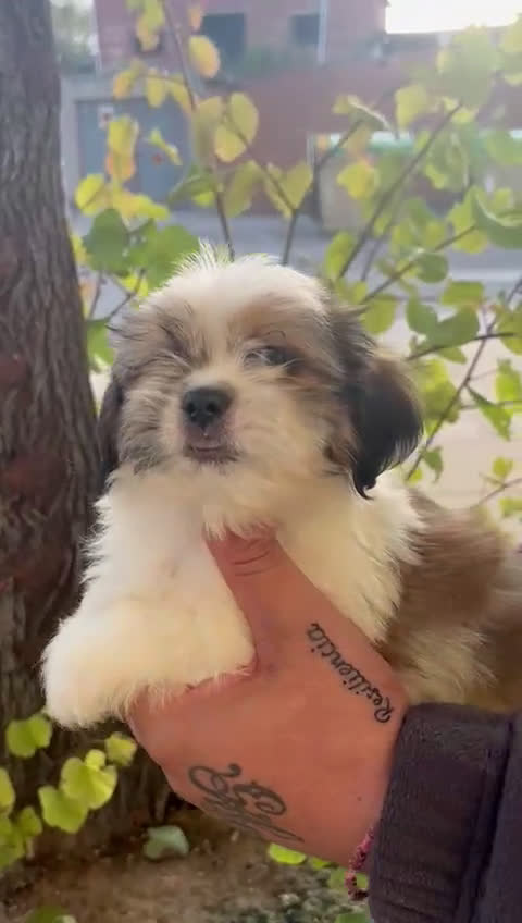 Shih Tzu perros en venta: Shih tzu  - Video 3