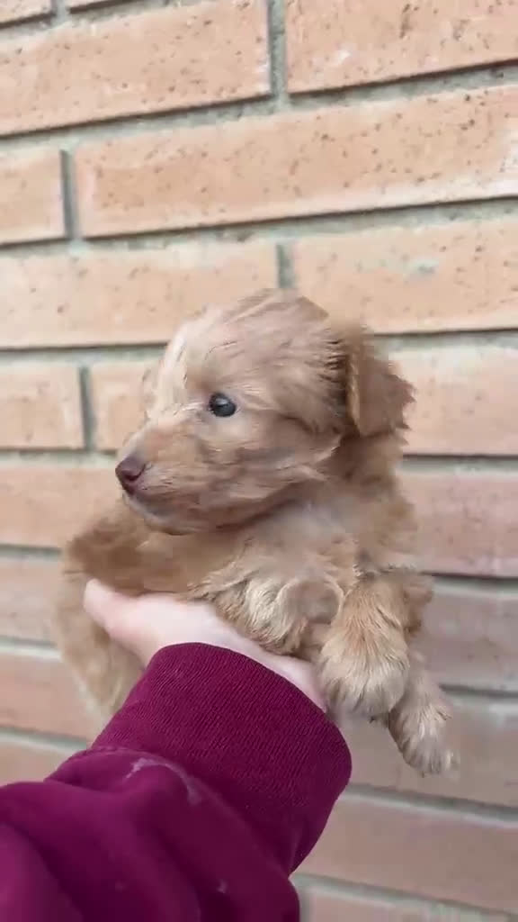 Maltipoo perros en venta: Maltipoo toy - Video 1