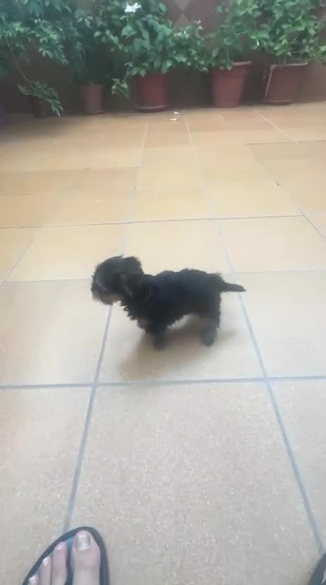 Yorkshire Terrier perros en venta: Yorkshire Terrier de Calidad  - Video 2