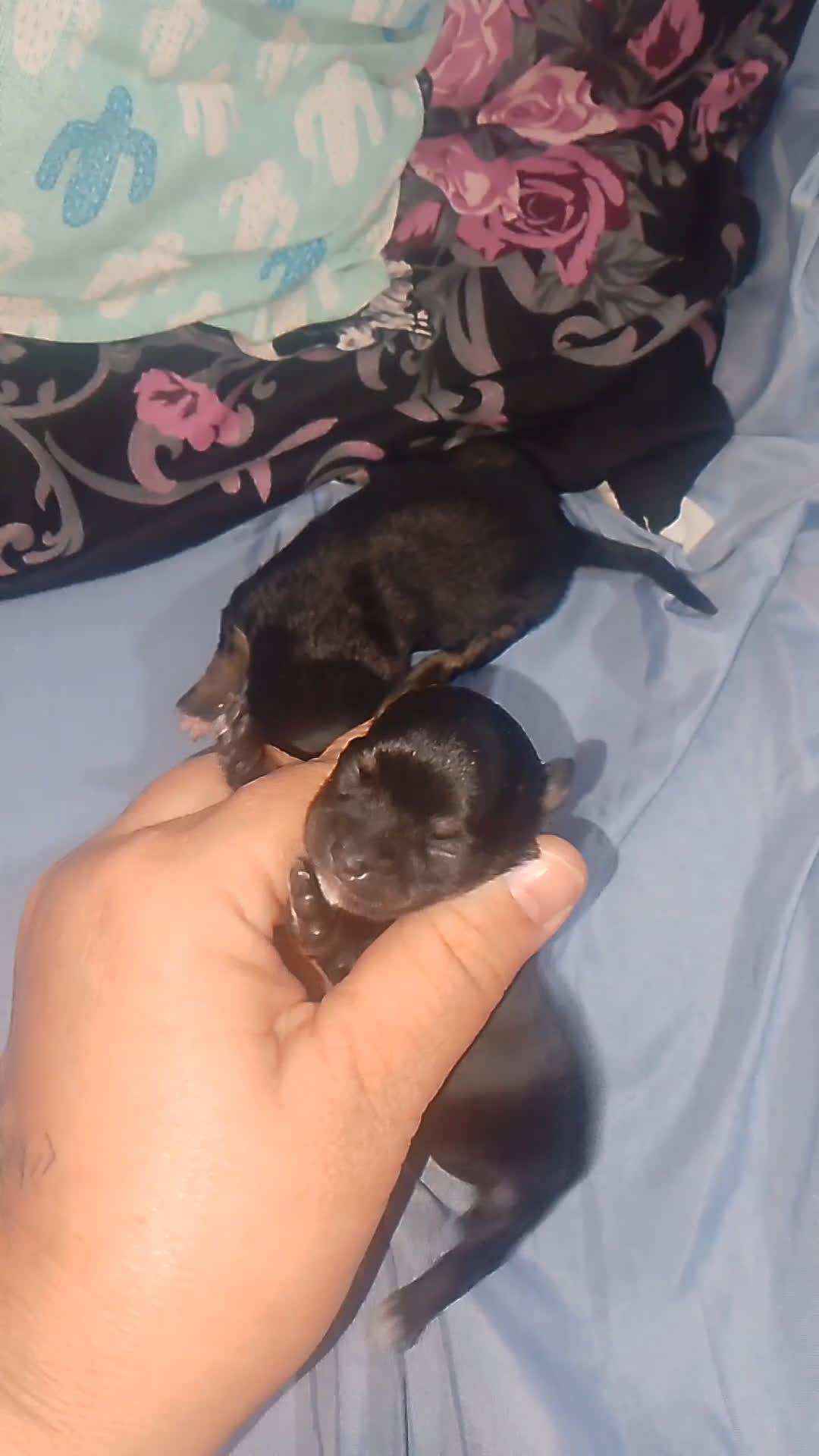 Chihuahua perros en venta: Camada para reservar  - Video 2