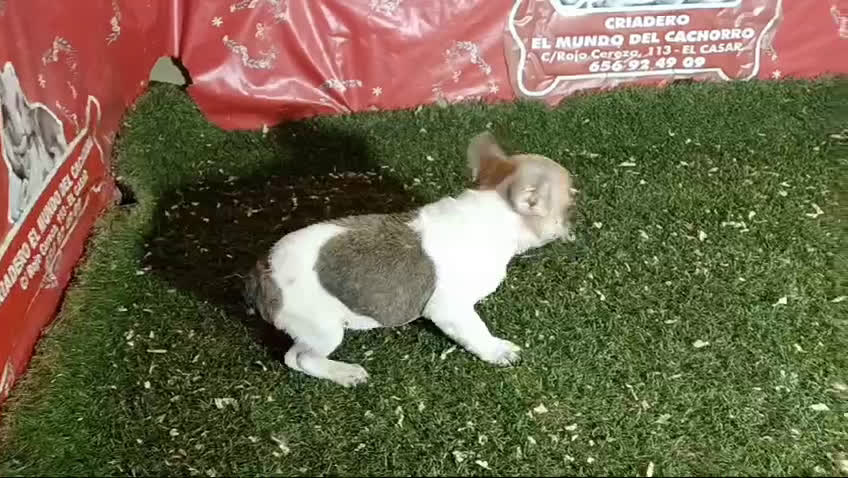 Bulldog Francés perros en venta: CAMADA DE BULLDOG FRANCES en Madrid - Video 2