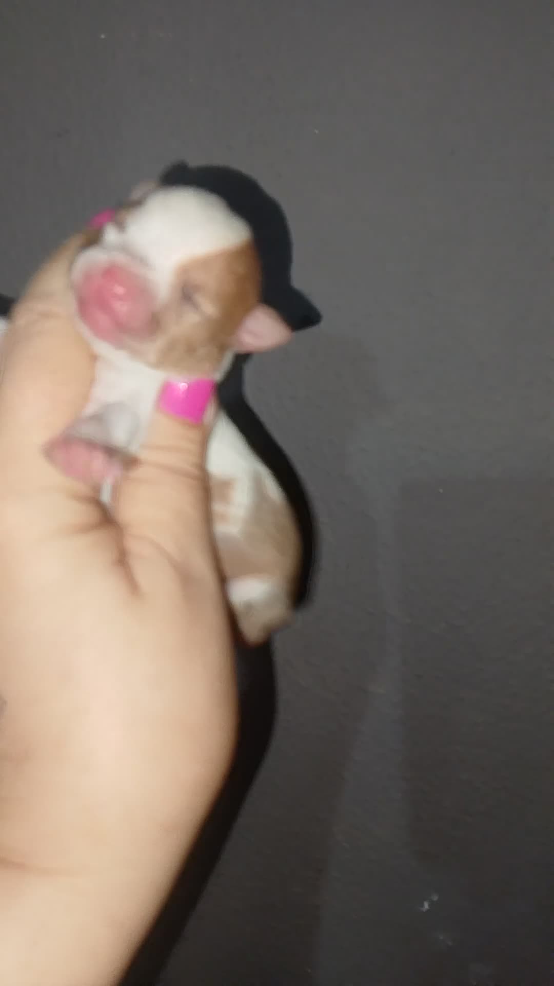 Chihuahua perros en venta: Solo quedan ya dos machos para reservar  - Video 1