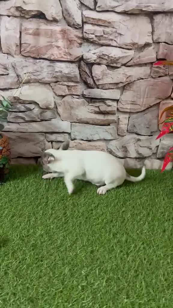 Chihuahua perros en venta: CHIHUAHUA VACA MERLE - Video 1