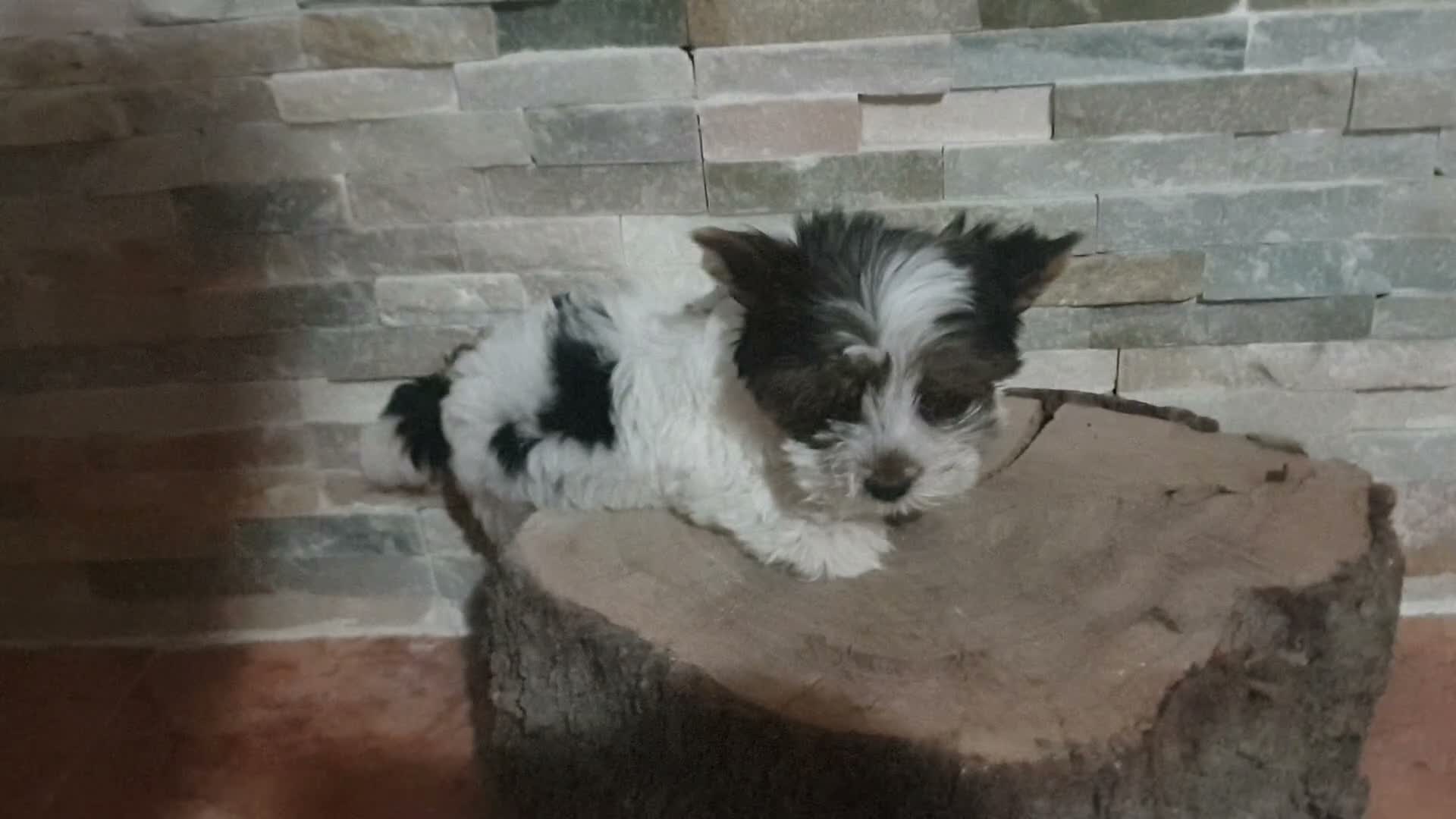 Biewer Yorkshire Terrier a la Pom Pon perros en venta: Biewer con pedigree de la mejor calidad - Video 3