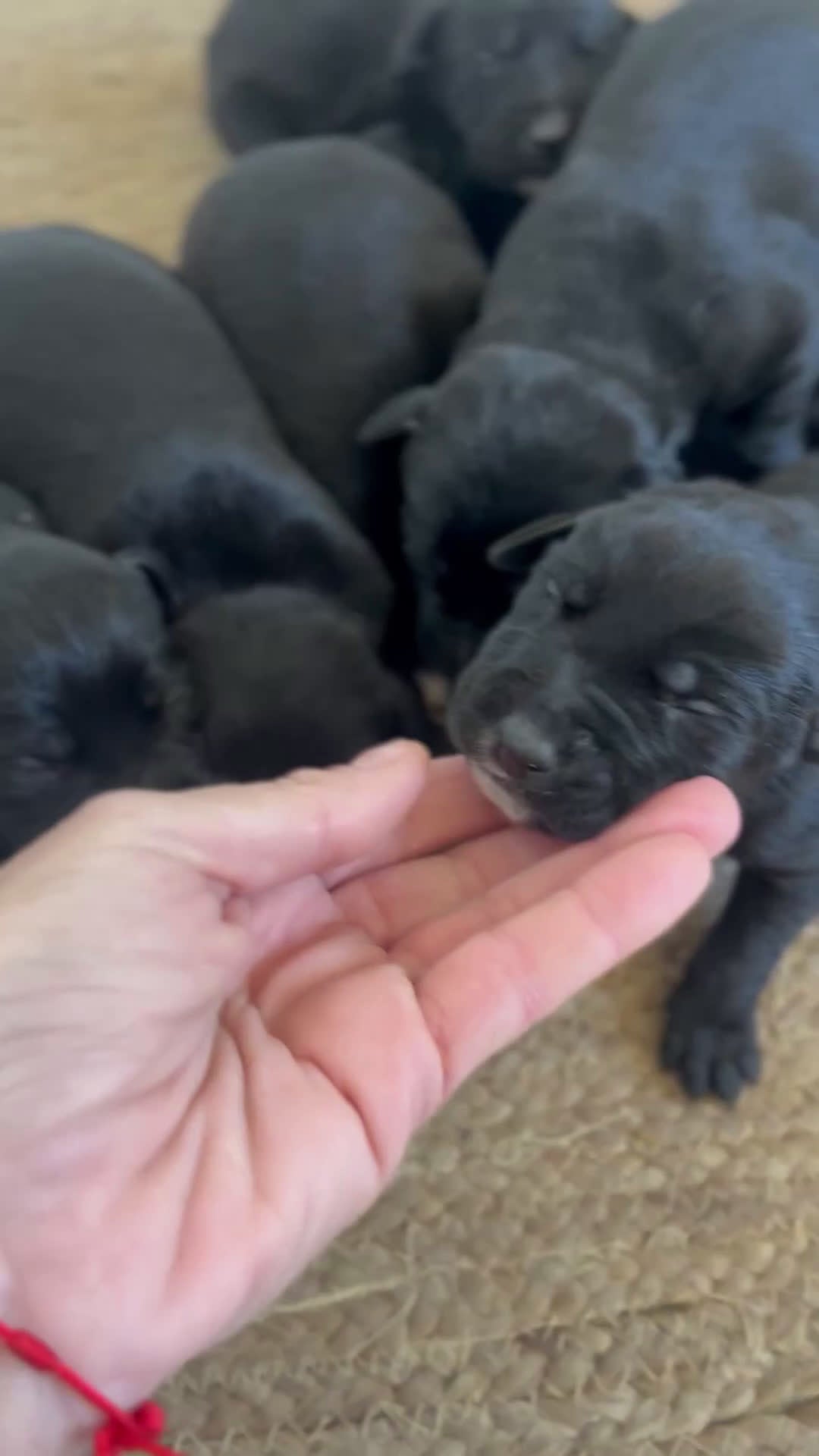 Labrador Retriever perros en venta: Cachorros de labrador 601144783   - Video 2