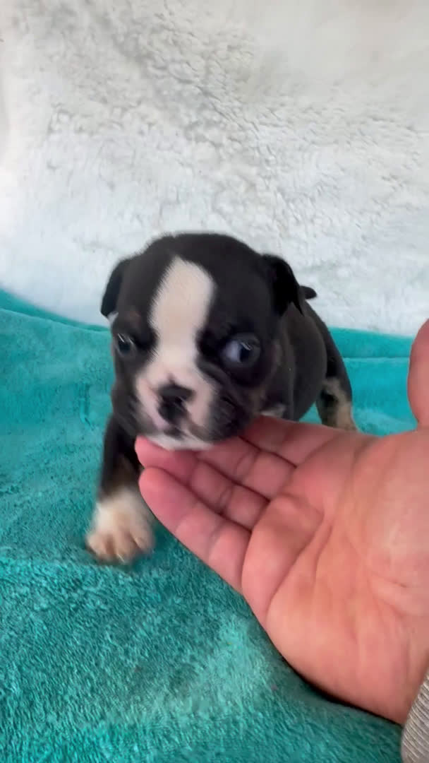 American Bully perros en venta: American bully en Illes Balears - Video 1