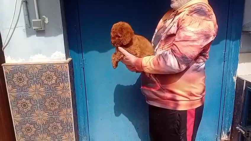 Raza Mixta perros en venta: MACHO enano rojo 5 meses - Video 1