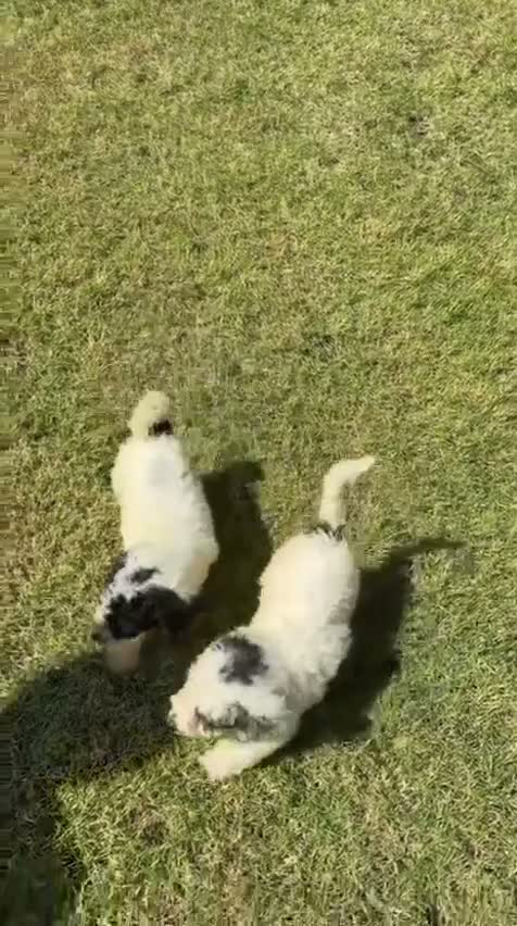Perro de Agua Español perros en venta: Perro de agua , cachorros  - Video 1
