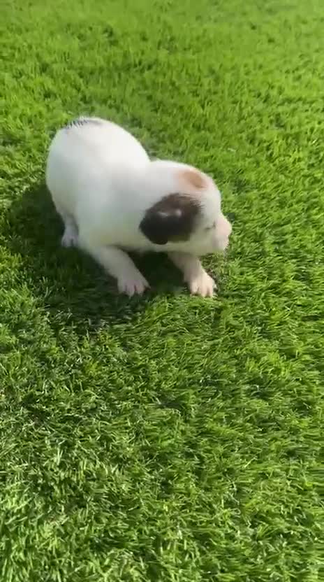 Jack Russell Terrier perros en venta: Jack Russell bebes espectaculares patitas cortas  - Video 3