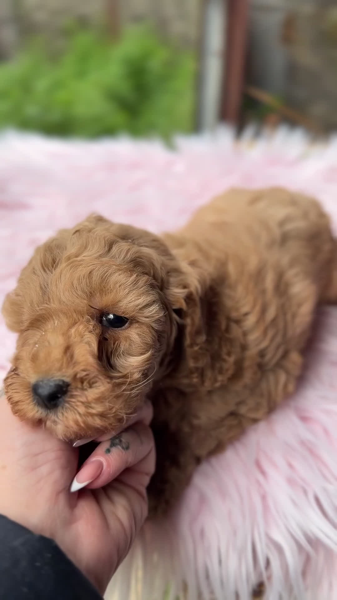 Maltipoo perros en venta: Maltipoo F2  - Video 1