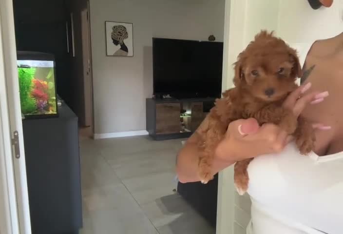 Caniche Toy perros en venta: Caniche Toy  - Video 1