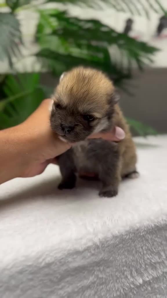 Pomerania perros en venta: POMERANIA. HEMBRAS - Video 2