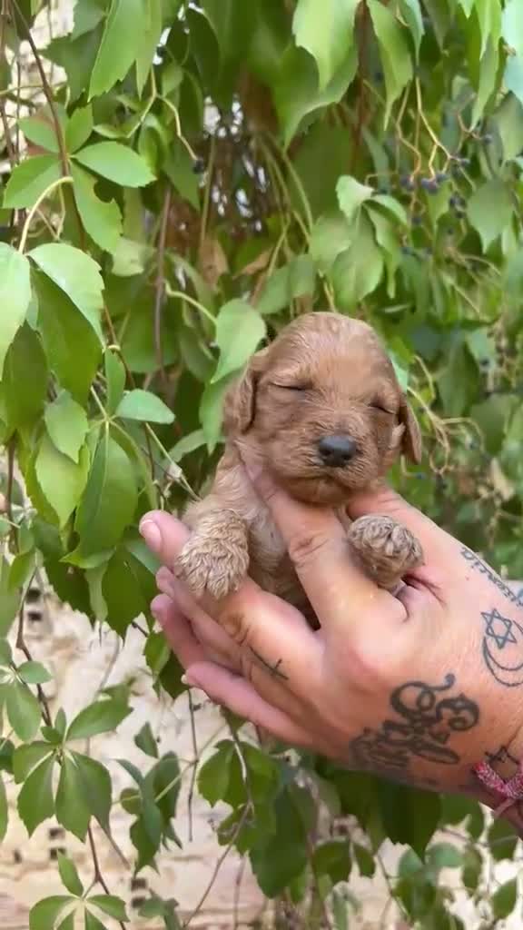 Caniche Gigante perros en venta: Caniche gigante  - Video 2