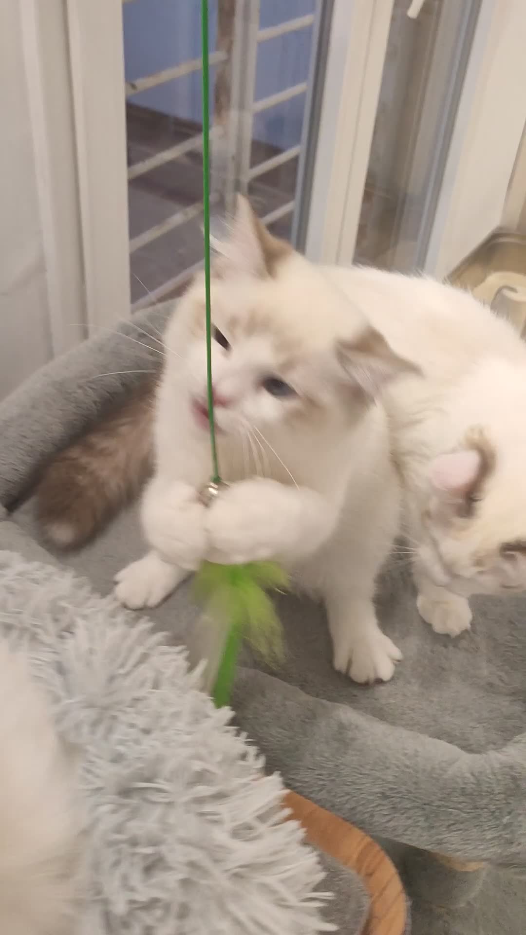 Ragdoll gatos en venta: Camada Ragdoll - Video 2