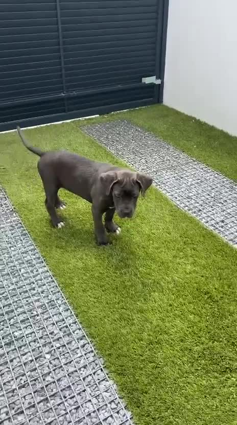 Cane Corso perros en venta: Cané corso  - Video 3