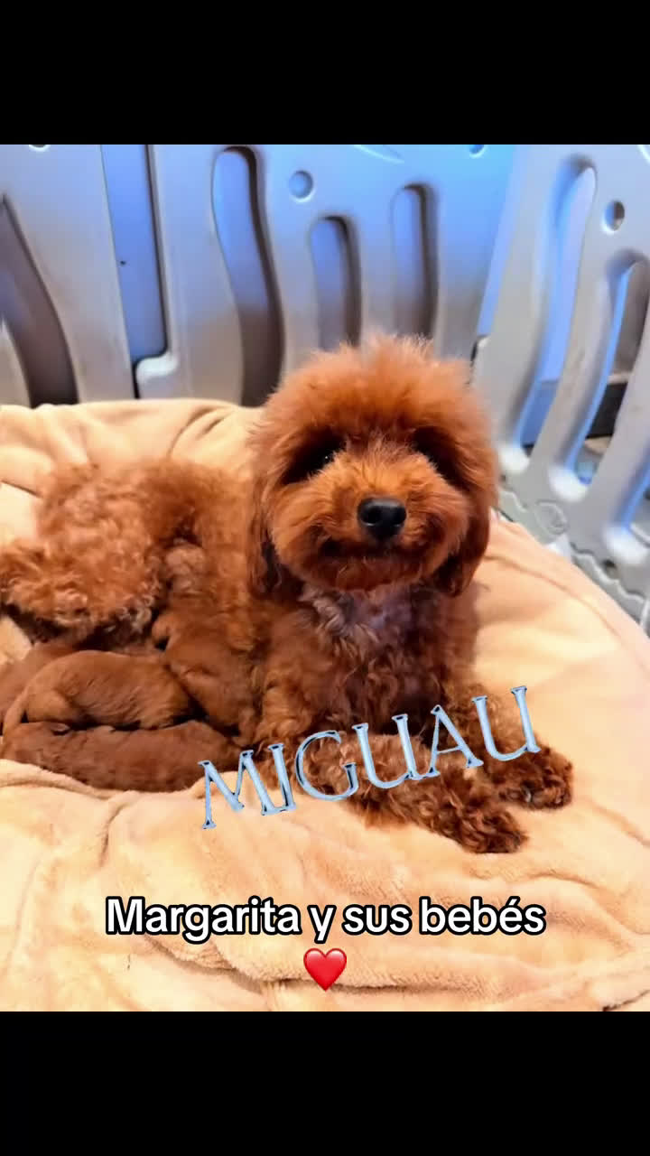 Caniche Toy perros en venta: Hembrita Toy roja - Video 3
