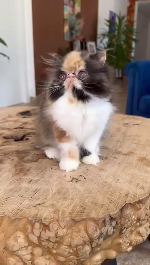 Persa gatos en venta: Persa hembra  - Video 1