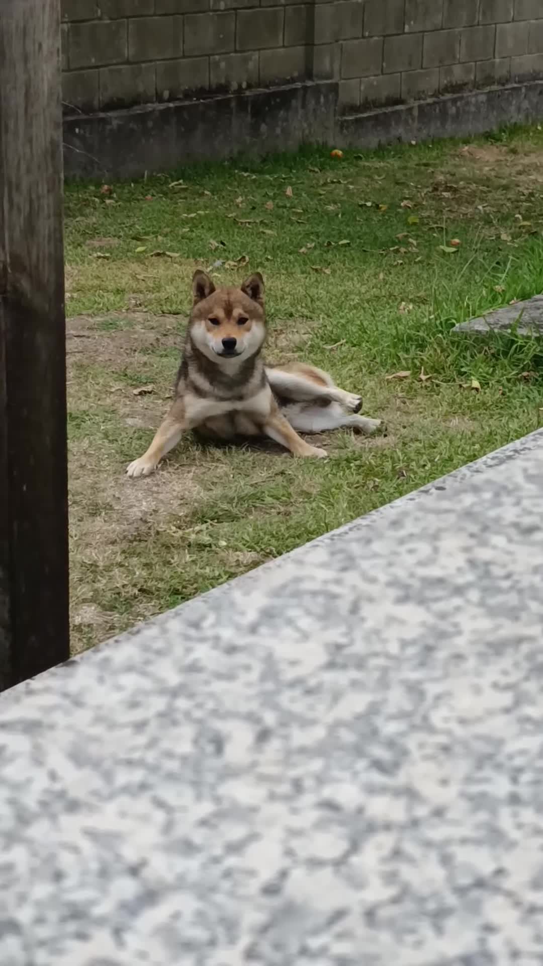 Shiba Inu perros en venta: SHIBA INU EN PONTEVEDRA - Video 1