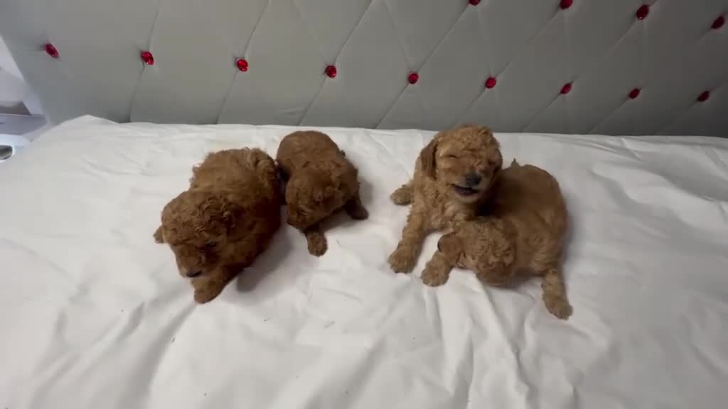 Caniche Toy perros en venta: Caniche toy  rojos y apricot - Video 2
