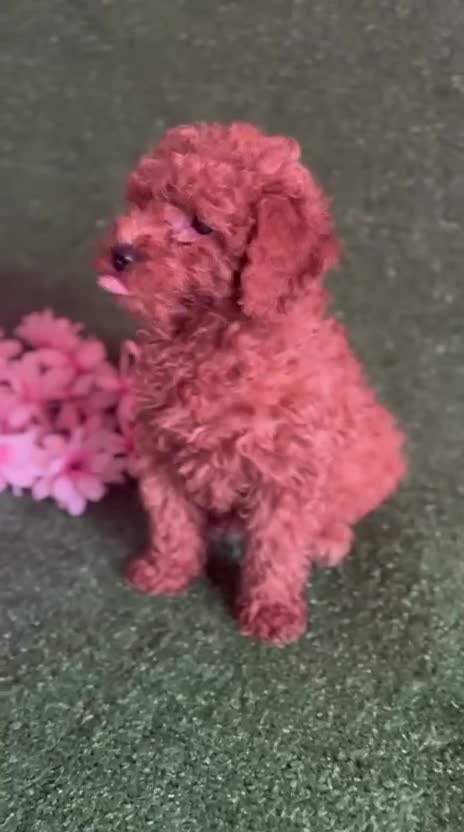 Caniche Toy perros en venta: Caniches rojos  - Video 1