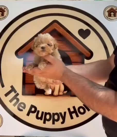 Maltipoo perros en venta: Maltipoo - Video 1