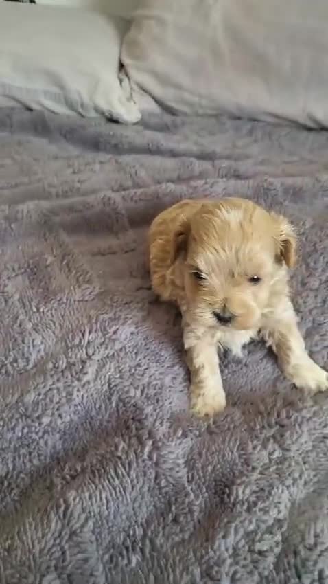 Maltipoo perros en venta: Maltipoo - Video 2