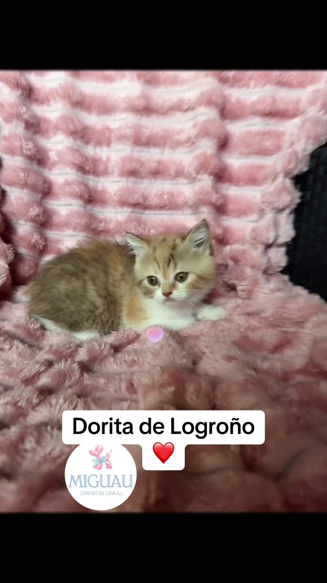 Británico de Pelo Corto gatos en venta: Preciosa British Calicó Diluida - Video 1
