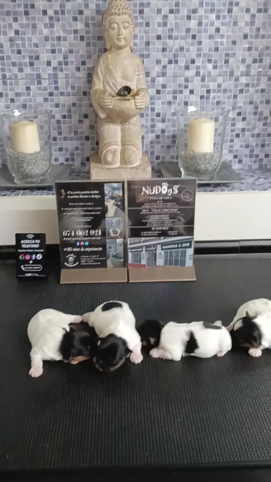 Biewer Yorkshire Terrier a la Pom Pon perros en venta: Yorkshire terrier biewer hembras. Pedigree opcion. - Video 1