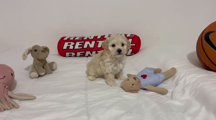Maltipoo perros en venta: MALTIPOO - Video 2